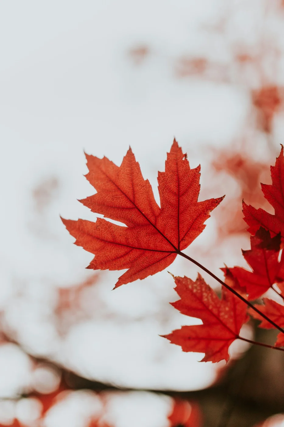 Close-up of a red maple leaf, the iconic symbol of Canadian citizenship