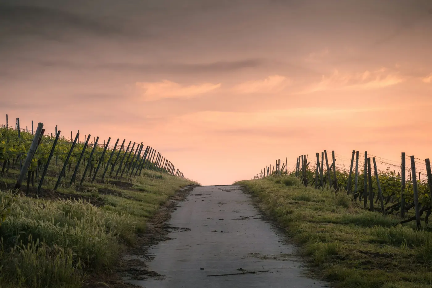 An open road through the forest, representing a clear step-by-step path to Canadian immigration